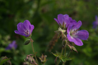 Geranium sylvaticumBosooievaarsbek bestellen